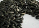 Sunflower seeds for oil-pressing (Helianthus)