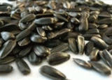 Confectionary sunflower seeds (Helianthus)